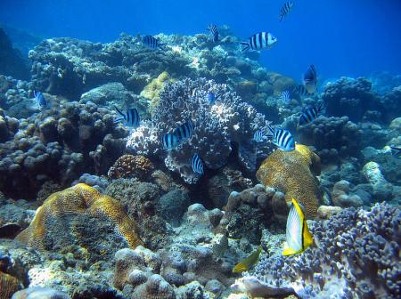 La faune au large des Iles Ogasawara au Japon.