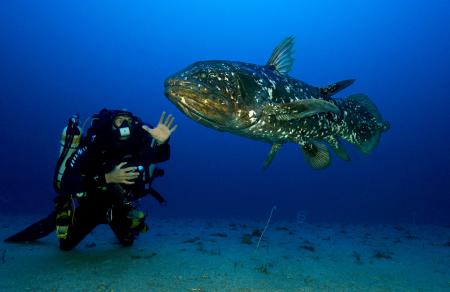 Le légendaire Coelacanthe