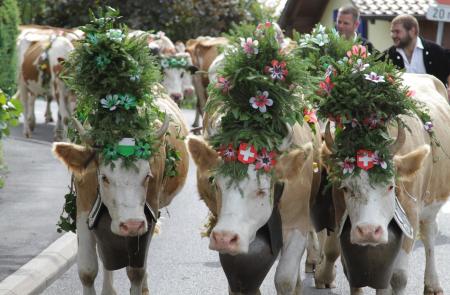 La traditionnelle Désalpe des vaches de Jean-Claude Biver