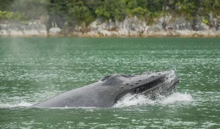 Baleine à bosse ©Mark Kelley