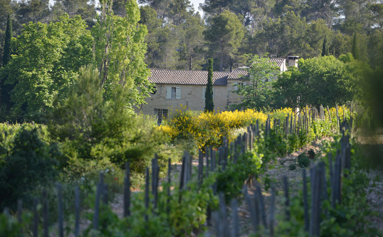 Les vignes du Domaine de Trévallon