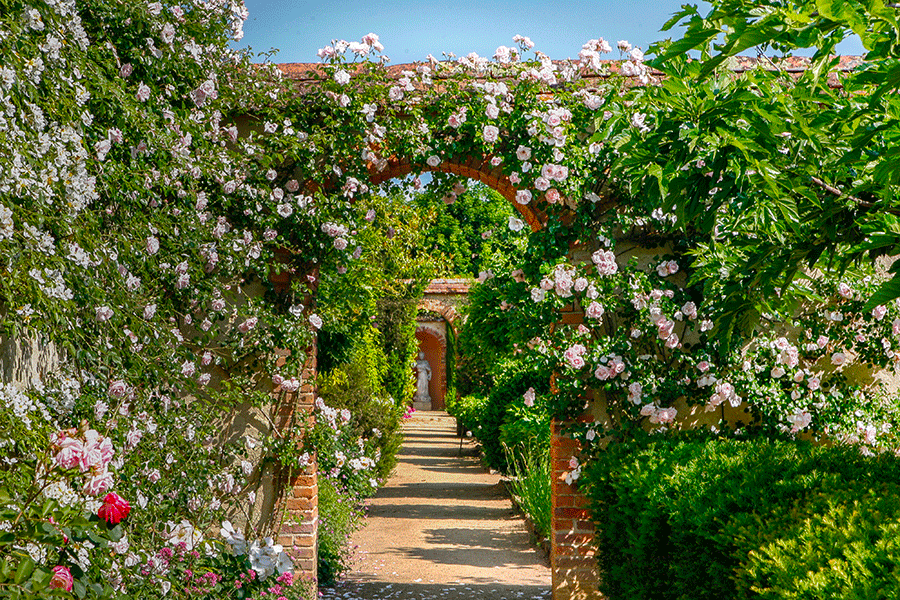 Les chartreuses baignées de roses